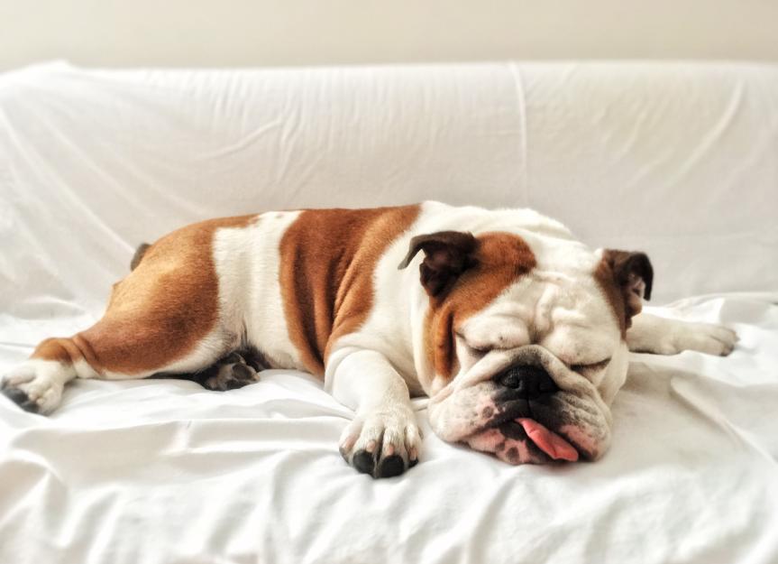 Dog Snoring: Causes, Concerns & Home Remedies to Help Your Pup Breathe Easier