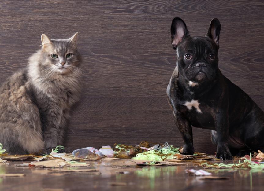 The Ultimate Guide to Dog-Proofing Your Trash Cans: Keeping Your Pup Safe