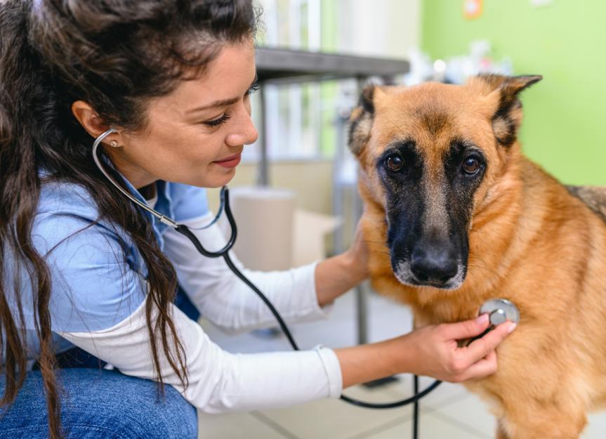 Sotalol for Dogs: Managing Arrhythmia & When to Worry