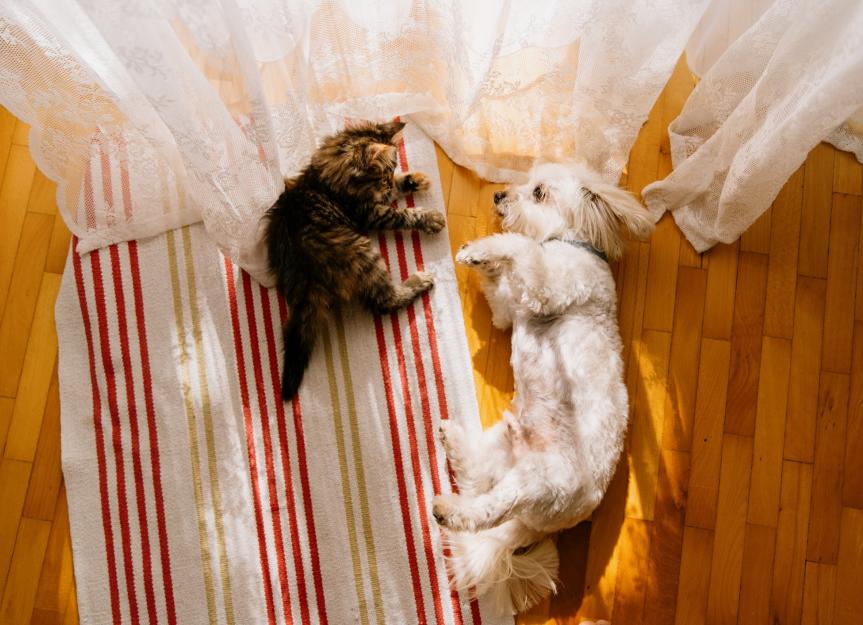 Is Your Cat Allergic to Your Dog? Spotting Feline Allergies to Canines