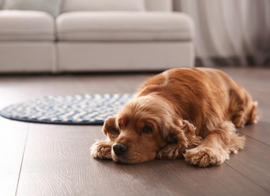 Pepto-Bismol for Dogs: Is it Safe? Dosage? What Dog Owners Must Know