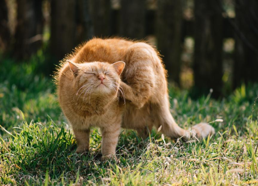 Is Your Cat Having an Allergic Reaction? Spotting Symptoms & Getting Help