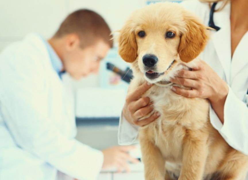 Dog Mammary Tumors: Hopeful Advances in Treatment & Care