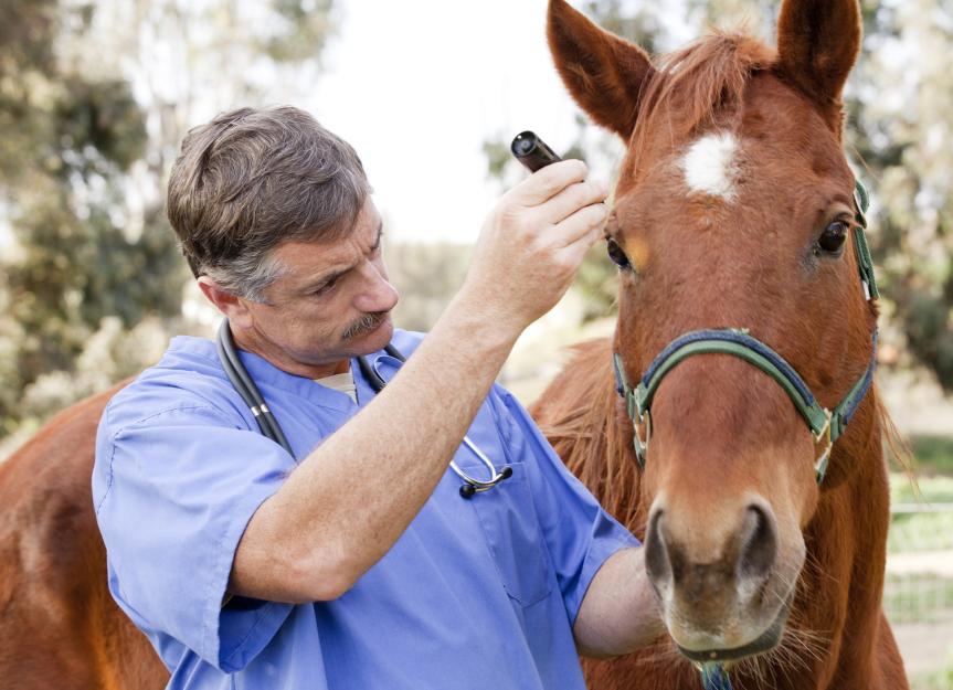 Rifampin for Dogs: Treating Resistant Skin Infections - A Vet's Guide