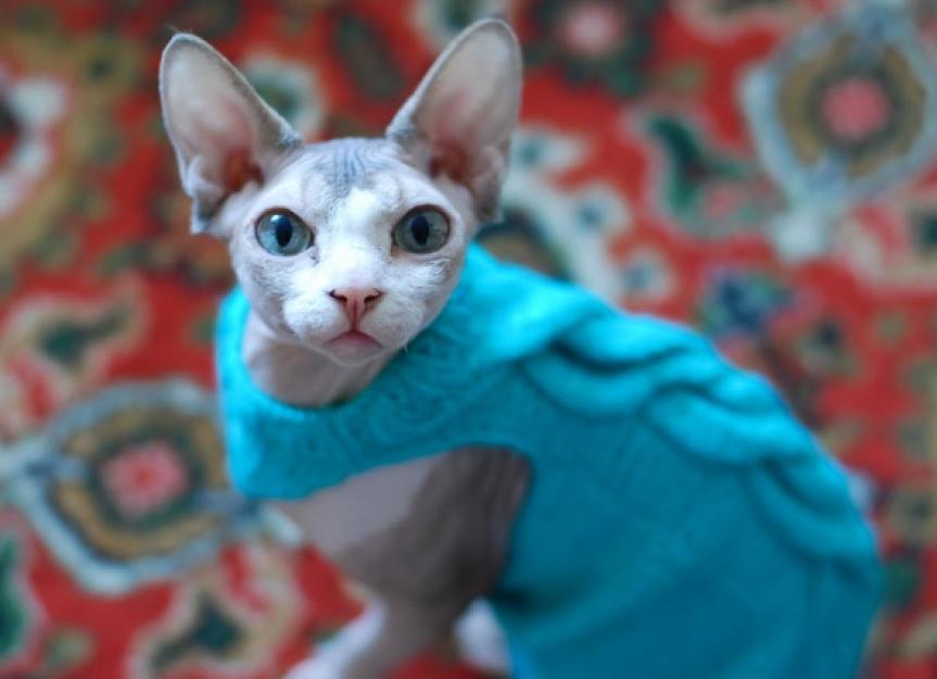 Sphynx Cat Warmth Guide: Clothes, Care, and Avoiding the Shivers