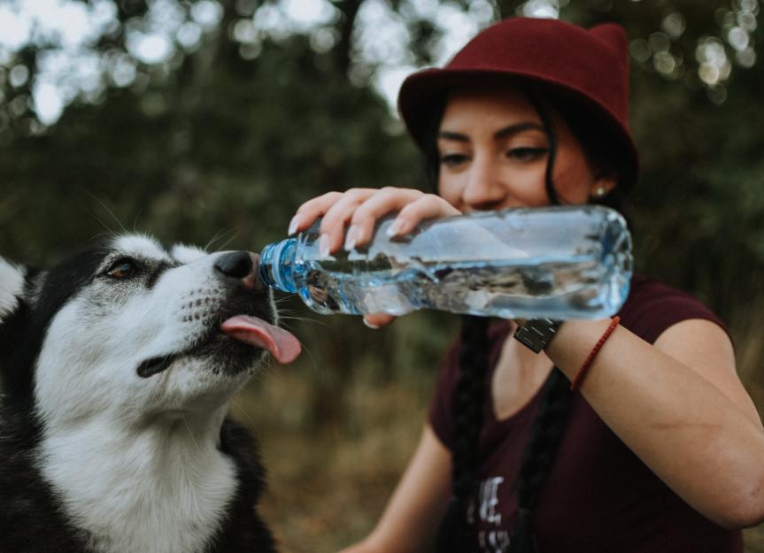 Is My Dog Drinking Too Much Water? Decoding Polydipsia