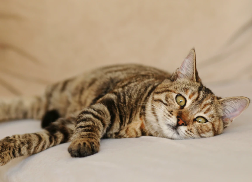 Why Is My Cat Throwing Up Yellow Bile? A Vet's Guide to Bilious Vomiting Syndrome