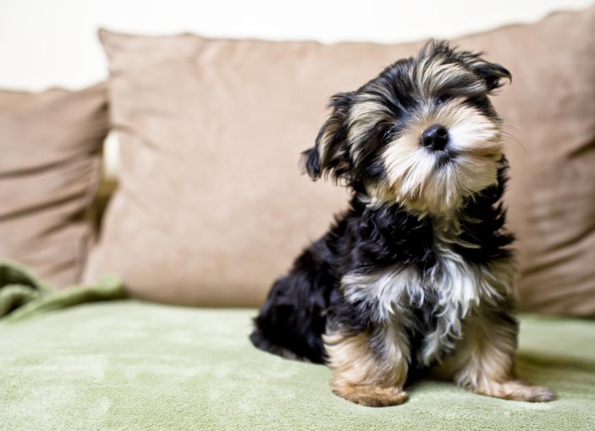 Teacup Dog Warning: Why Tiny Puppies Come at a Big Cost