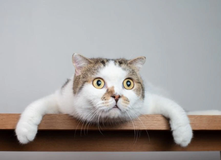 Uveitis in Cats: Spotting the Signs and Protecting Your Feline's Sight