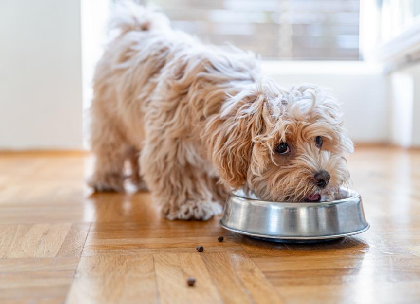 Dog Bladder Stones: Diet Strategies for a Healthy Urinary Tract
