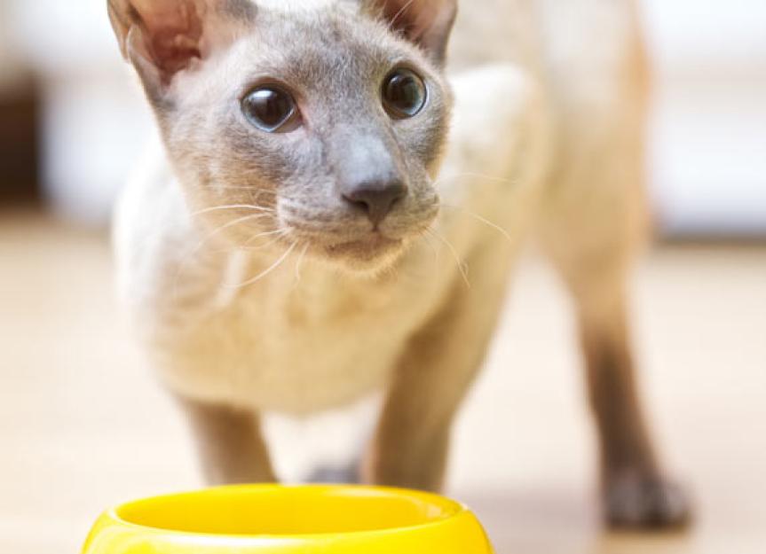Is Your Cat's Food Age-Appropriate? A Vet's Guide to Life Stage Nutrition