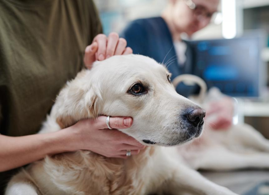 Decoding Head Pressing in Dogs: A Vet's Guide to Causes, Diagnosis & Home-Care