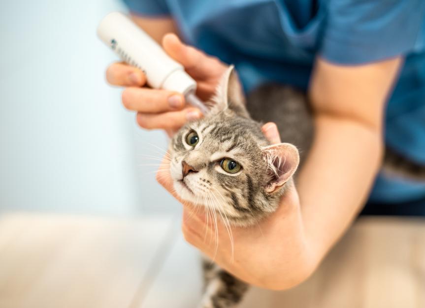 Tresaderm for Dog Ear Infections: Uses, Side Effects & Expert Advice