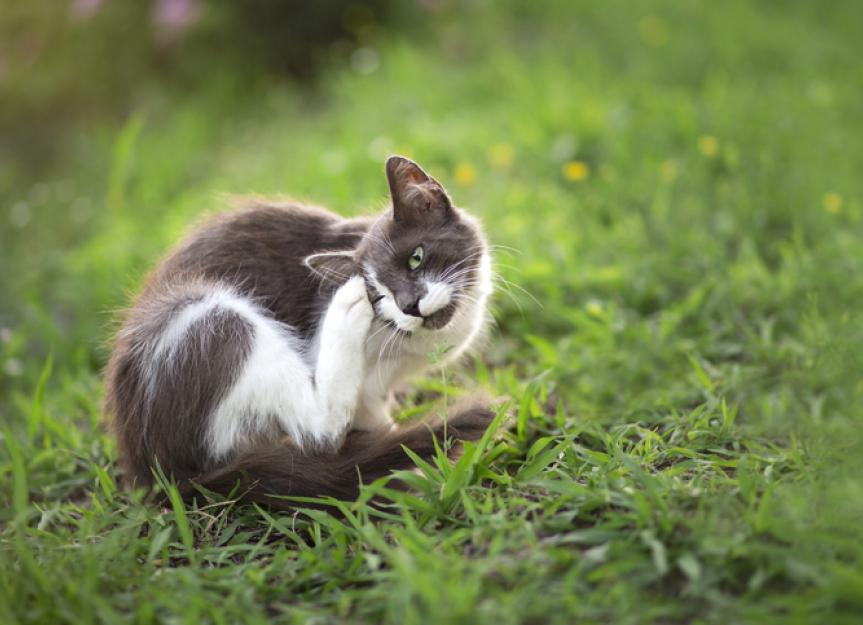 How Long Does Flea and Tick Treatment Take to Work in Cats? The Gritty Vet's Guide