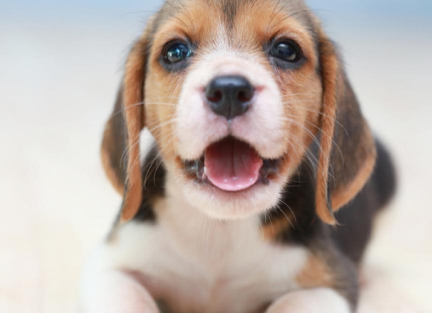 My Puppy Isn't Gaining Weight: A Vet's Deep Dive into Causes and Solutions