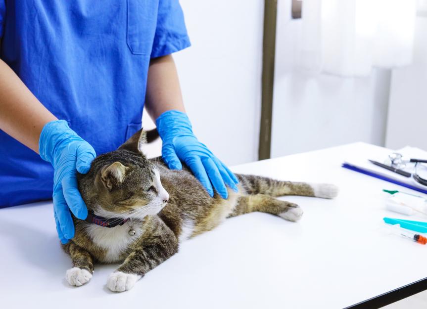 Is Terbinafine the Right Antifungal for My Dog or Cat? (Vet Advice)