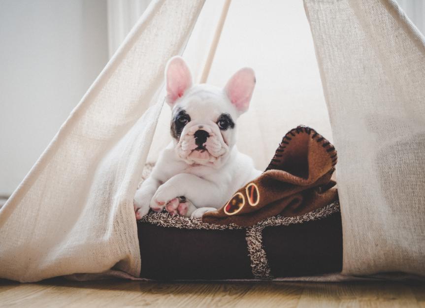 Worried About Puppy Sickness? A Vet's Guide to Common Illnesses and Prevention