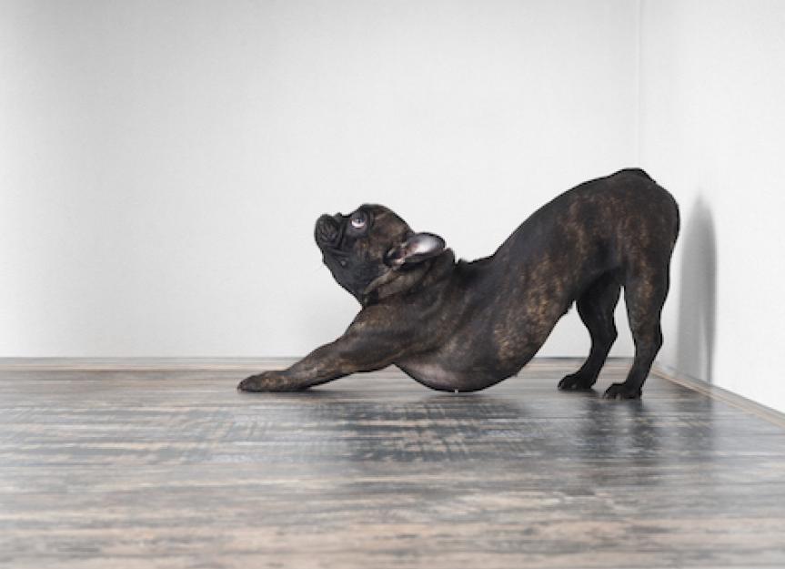 5 Gentle Stretches to Boost Your Senior Dog's Mobility (Vet-Approved)