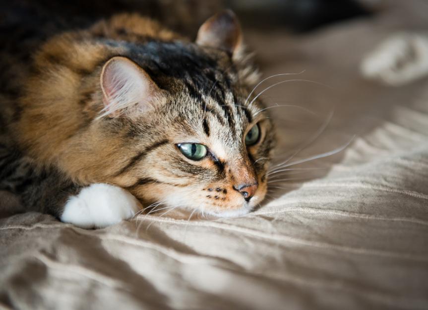 My Cat Has Warts? A Vet's Guide to Feline Papillomavirus