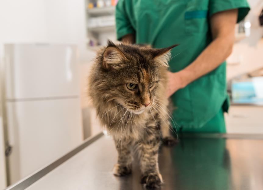 Is Your Cat Scooting? A Vet's Guide to Vaginitis (and How to Help)