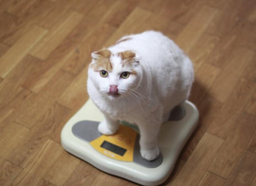 Smart Tech for Cat Weight Loss: Automatic Feeders, Cameras, and Fitness Trackers