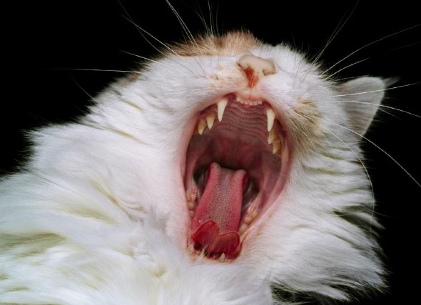My Cat Broke Its Jaw! A Vet's Guide to Maxillary & Mandibular Fractures