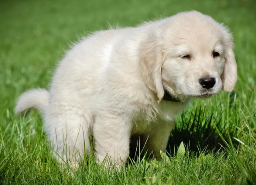 Puppy Poop Masterclass: Frequency, Consistency & When to Panic