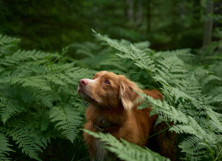 Is West Nile a Real Threat to Dogs? What Dog Owners Need to Know