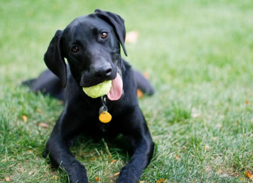 Is Natural Heartworm Prevention for Dogs a Deadly Gamble?