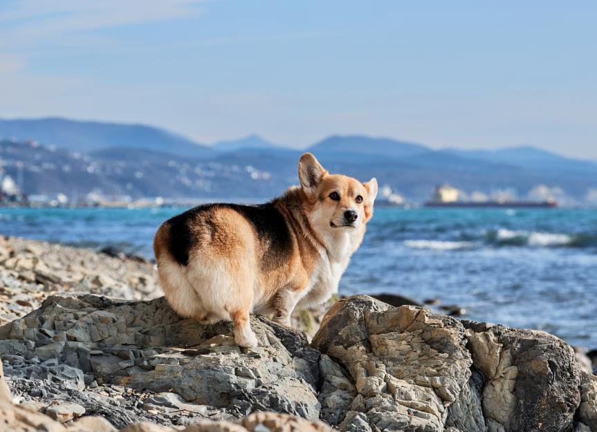 Dog Farts: Why the Stench Happens & How to Stop It