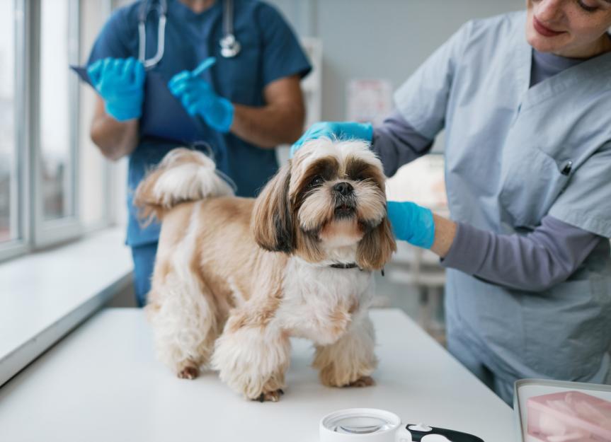 Toltrazuril for Dogs and Cats: Uses, Dosage, and Side Effects