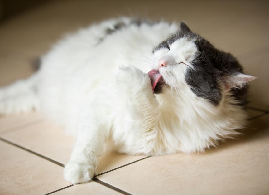 Is Flea Medicine Killing My Cat? Spotting & Treating Toxicity