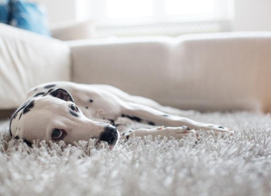 Is Your Dog Safe? A Vet's Guide to Carbon Monoxide Poisoning in Dogs