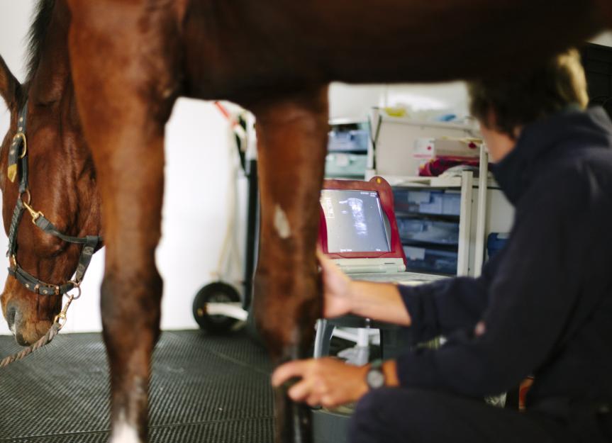 Zycosan® for Horses: Easing Arthritis Pain and Improving Mobility