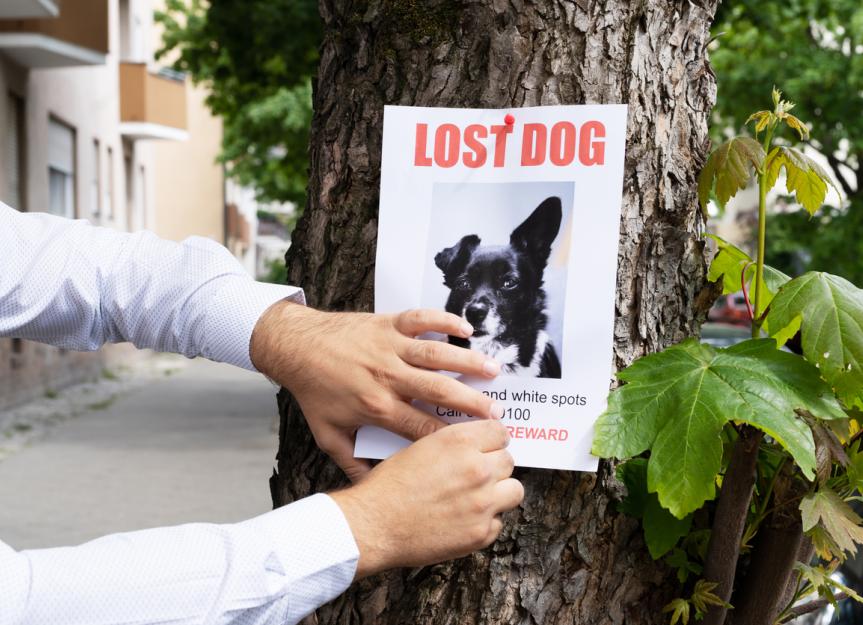 My Dog is Lost! A Vet's Guide to Finding & Preventing Lost Dogs