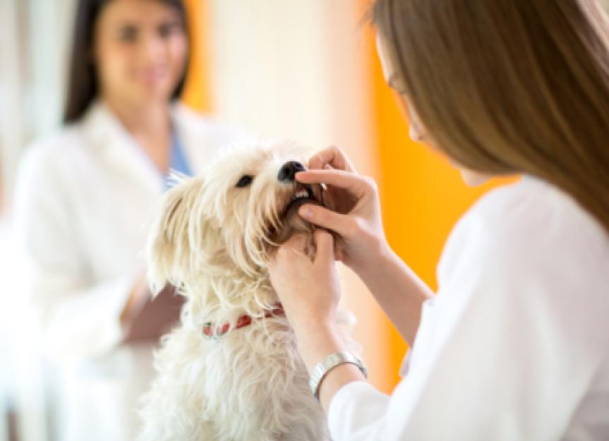 Unerupted Teeth & Oral Cysts in Dogs: A Vet's Guide