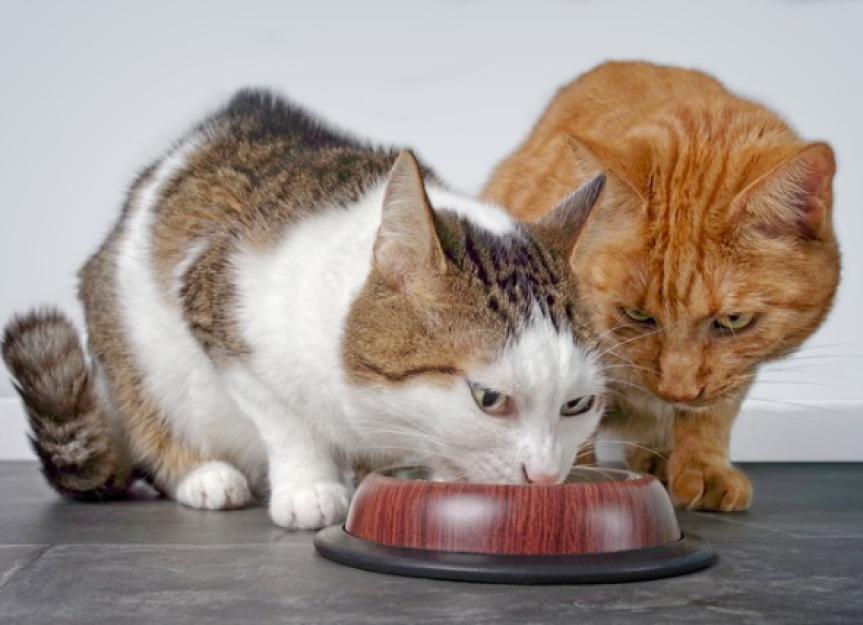 The Picky Cat's Guide: How to Change Your Cat's Food Without a Hunger Strike