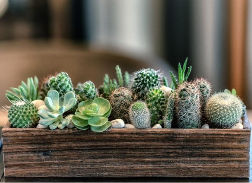 Are Succulents Poisonous to Cats and Dogs? A Vet's Guide
