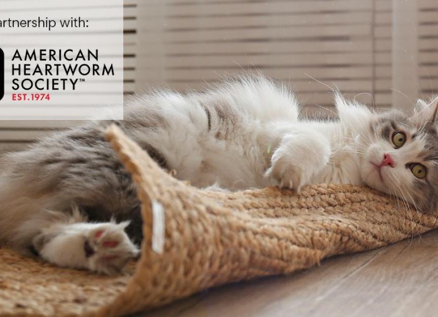 Indoor Cats and Heartworms: Is Prevention Really Necessary?