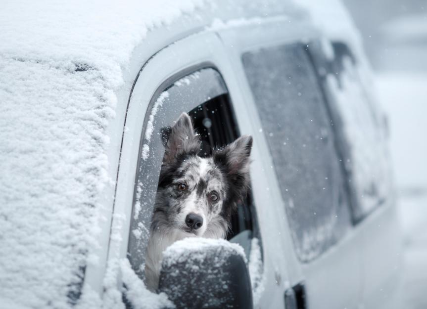 Is Antifreeze Deadly to Dogs? Spotting & Treating Ethylene Glycol Toxicity