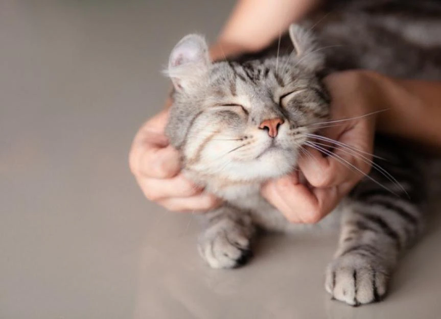 Raw Cat Food: Is it REALLY the Best Choice? (Vet Advice)