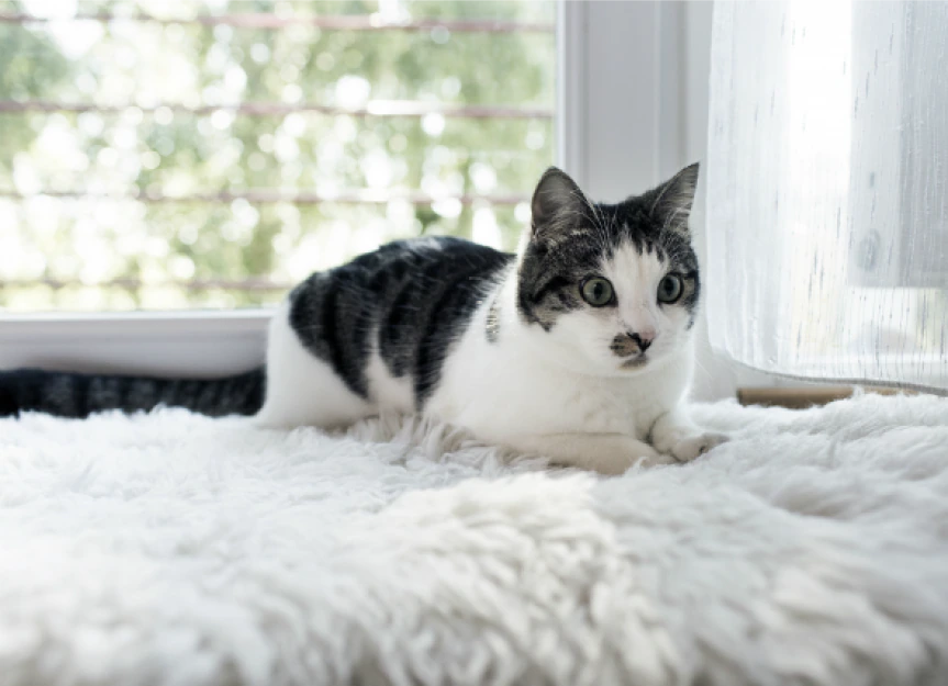 Why Is My Cat Leaking? Understanding Feline Vaginal Discharge