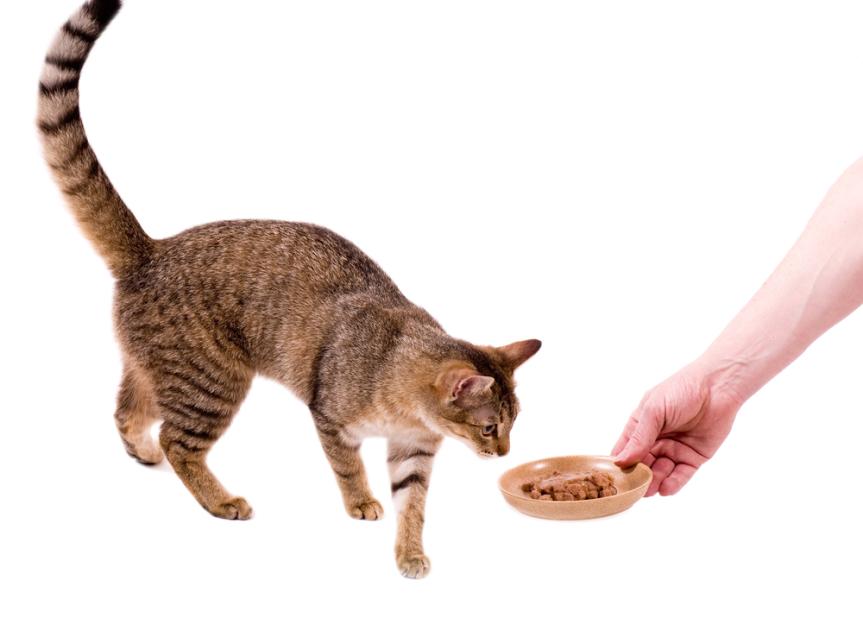 Beyond Kibble: 6 Purr-Fectly Healthy Treat Ideas for Your Cat (Vet Approved)