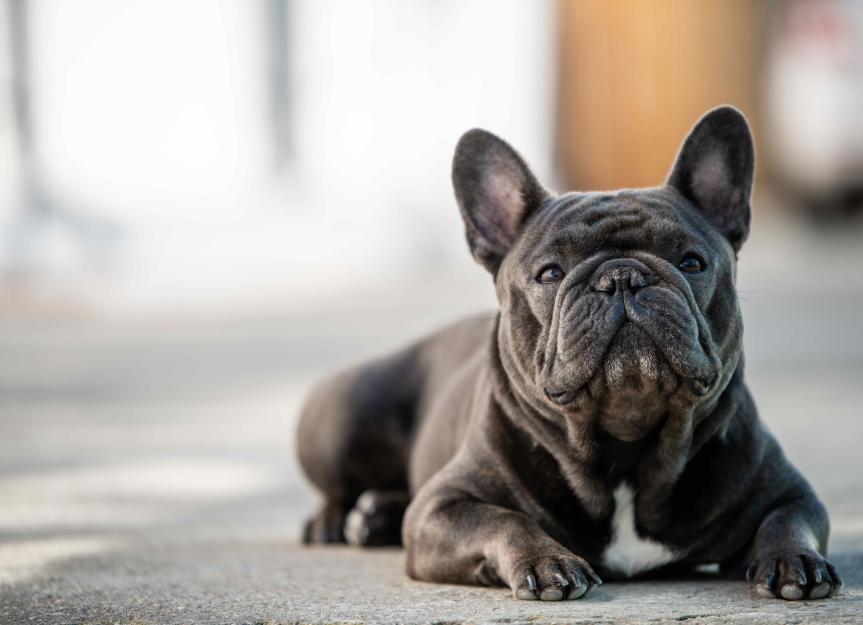 Is a French Bulldog Right for You? 23 Health Problems to Know