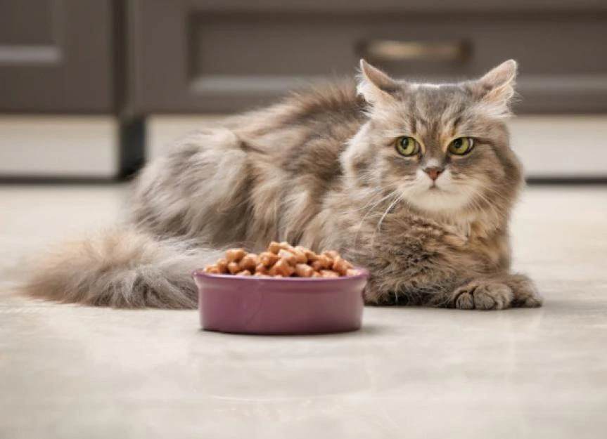 Dog Food for Cats: A Vet's Guide to Avoiding Nutritional Deficiencies