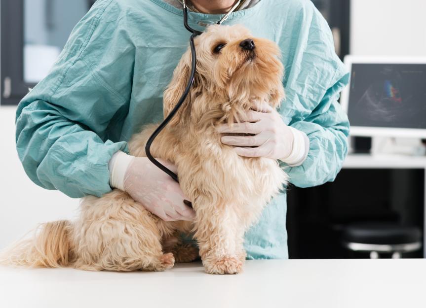 Edema in Dogs: Why Is My Dog Suddenly Swollen?
