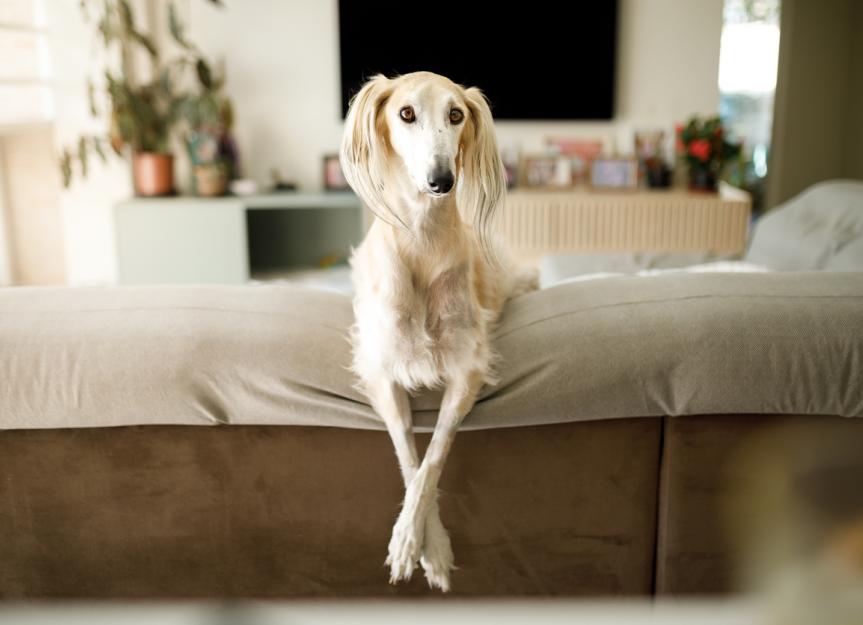 Sudden Weight Loss in Dogs: Decoding the Causes and What to Do Next