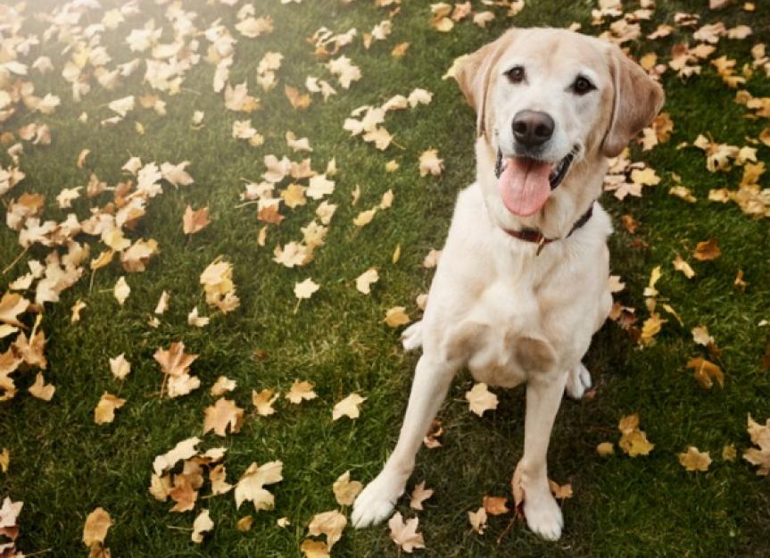 ProHeart 12: Is This Yearly Heartworm Shot Right for MY Dog?