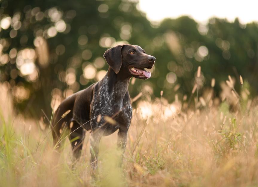 The Only Guide You Need: Choosing the Safest Flea Treatment for Your Dog