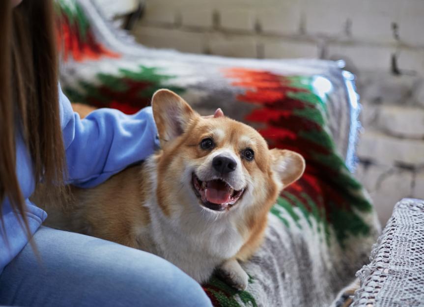 Dog Runny Nose: Decoding the Drips & Finding Real Relief